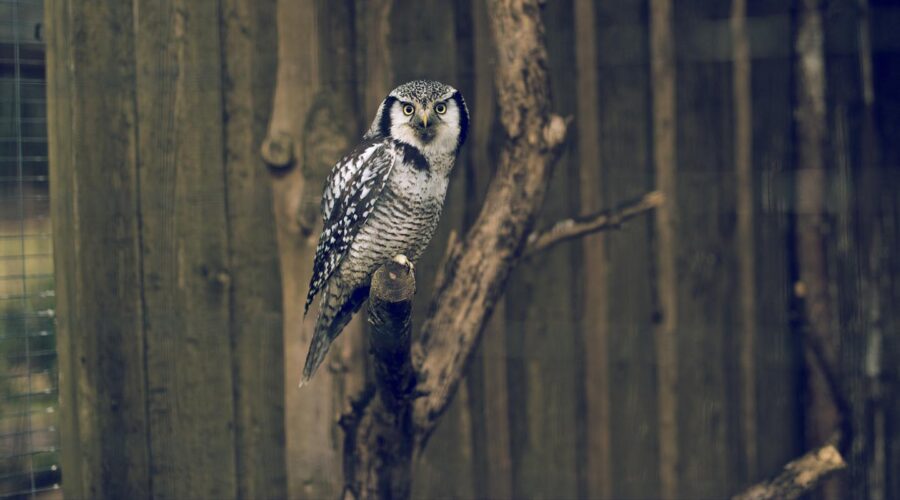 silvarium_poczopek_05